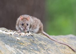 wolfgangvogt_lb-brown-rat-2115585_640