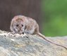 wolfgangvogt_lb-brown-rat-2115585_640