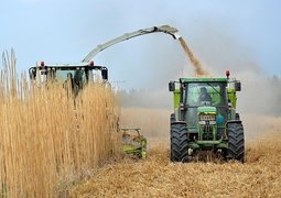 ybernardi-crop-5159303_640