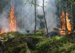 ylvers-forest-fire-432870_640