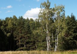 zdenet-forest-344275_640