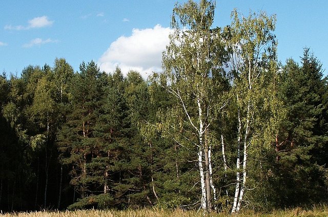 zdenet-forest-344275_640