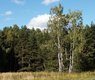 zdenet-forest-344275_640
