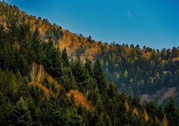 25594785-black-forest-7018959_640