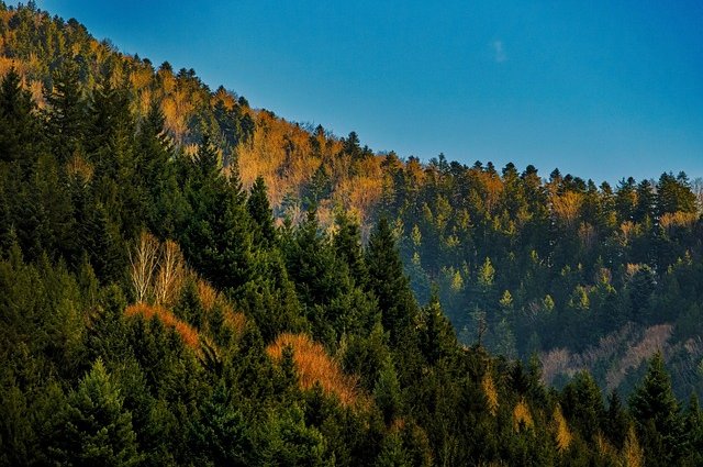 25594785-black-forest-7018959_640