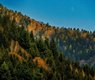 25594785-black-forest-7018959_640