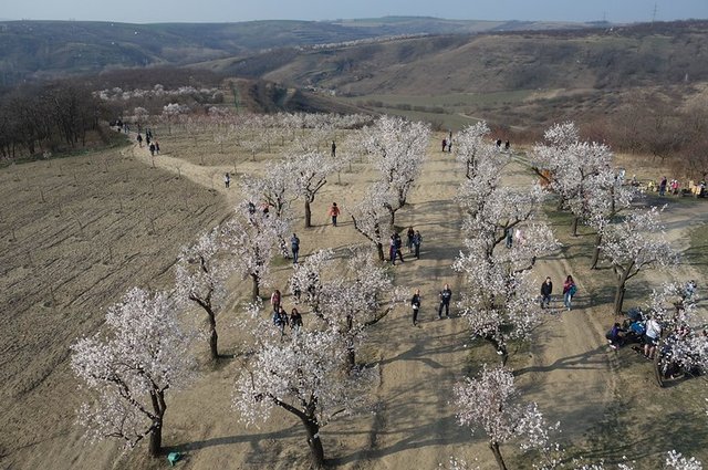 33582378938_d62eb9f7d8_c