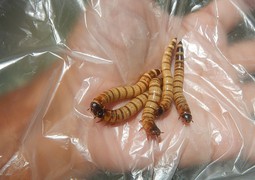 800px-3105Superworms_in_the_Philippines_25.jpg