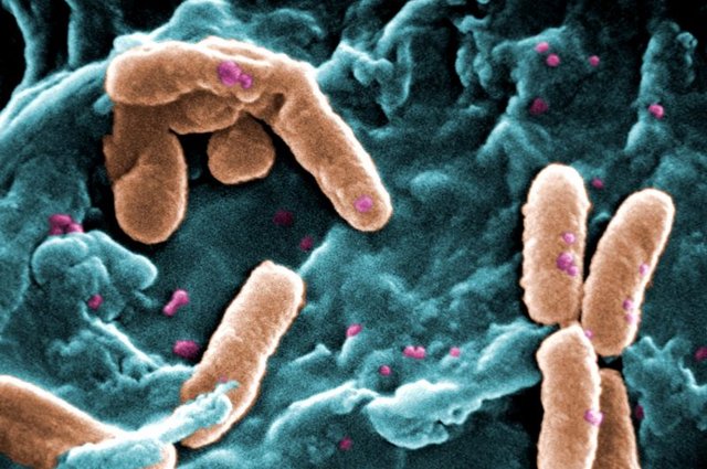 Američtí vědci vyvinuli hybridní nanoorganismy, které za pomoci světla mění CO2 na paliva a plasty