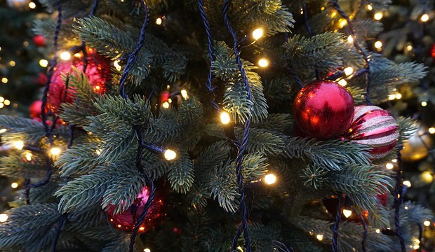 Bio vánoční stromky udělají radost hned dvakrát