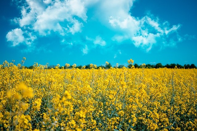 Biopaliva první generace dostala v europarlamentu červenou. Mají přijít o pobídky