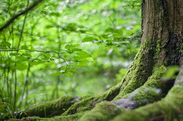 Celé Česko se může pustit do sázení stromů. MŽP spouští unikátní program na podporu iniciativy Sáz