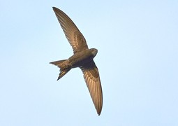 Common_Swift_by_sneckl