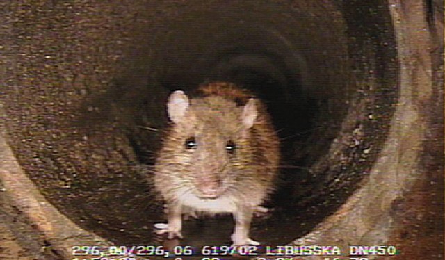 Deratizátoři PVK potkanům naservírovali třináct a půl tisíce kilogramů nástrah