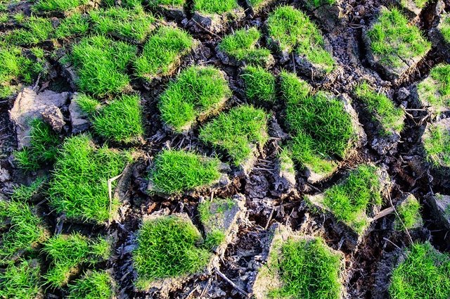 Dnes je den boje proti suchu a rozšiřování pouští