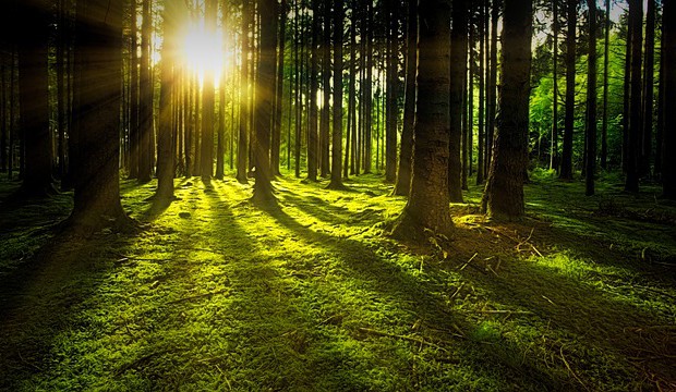 Důležité změny v seznamu chemických prostředků na ochranu lesa
