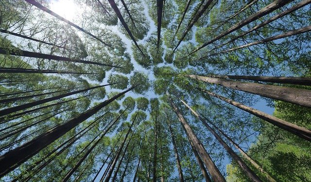 Dusík podle vědců vyhání vzácné druhy rostlin z evropských lesů