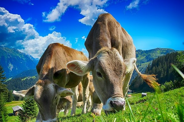 Emise metanu z hospodářských zvířat nemají prokazatelný vliv na klima