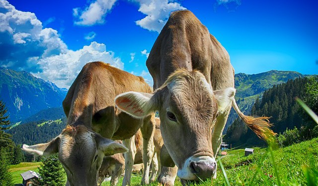 Emise metanu z hospodářských zvířat nemají prokazatelný vliv na klima