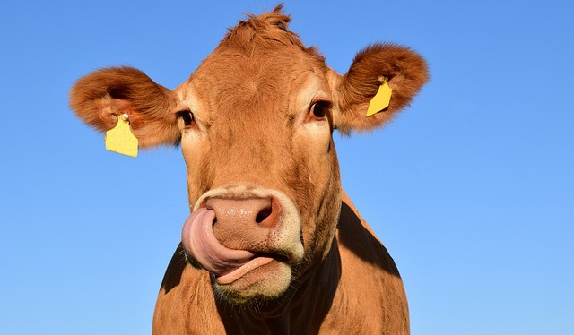 Emise z produkce masa a mléčných výrobků se stávají největším znečišťovatelem na světě