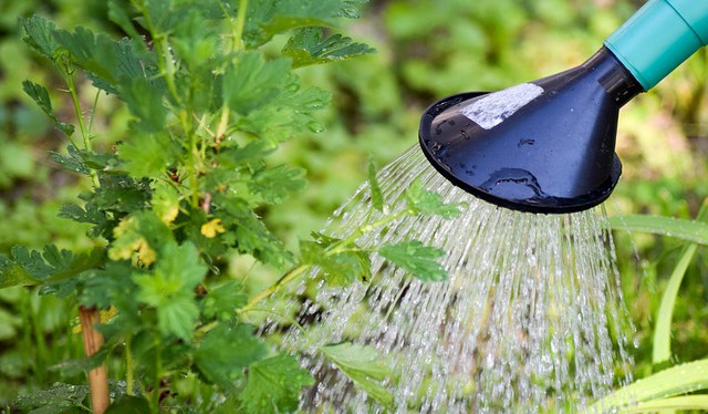 Jak využít dešťovou vodu v domácnosti