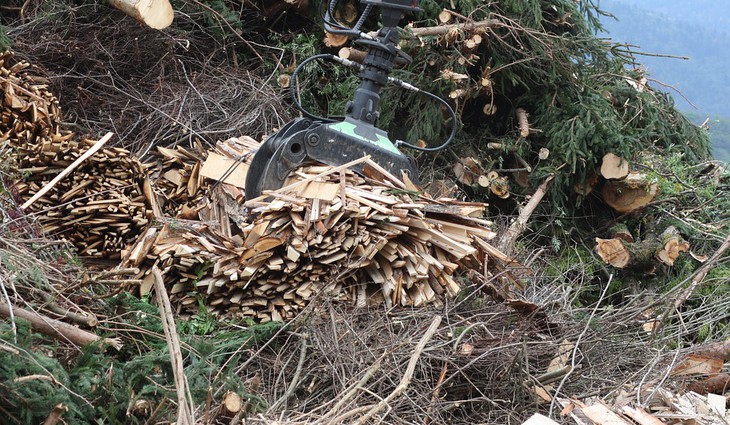 Jaký je potenciál využití biomasy v Česku a ve světě