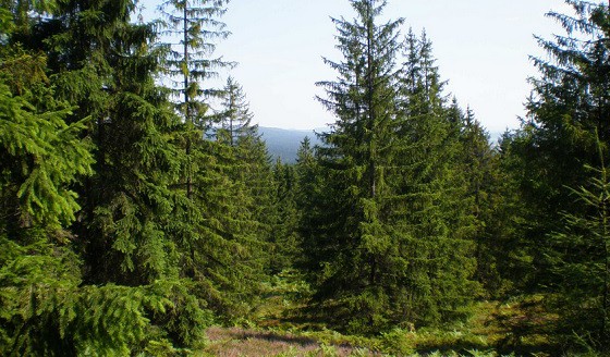 Lesy ČR se soudí o sto šest a vítězí. Cestu může ukázat prohraný soud se ŠKO-ENERGO