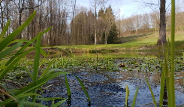 Liberecký kraj bojuje proti suchu, dá 6 milionů na projekty, poradenství a konference