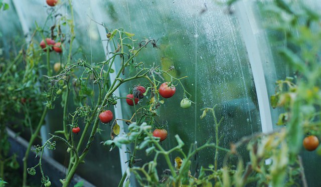 NWT vybuduje v Dolní Lutyni skleníky na pěstování rajčat, teplo z Elektrárny Dětmarovice dodá ČEZ 
