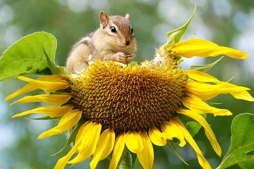 Na dnešek připadají oslavy Mezinárodního dne biologické rozmanitosti