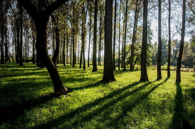 Nová zeleň přispěje ke zlepšení ovzduší v Ostravě