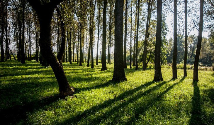 Nová zeleň přispěje ke zlepšení ovzduší v Ostravě