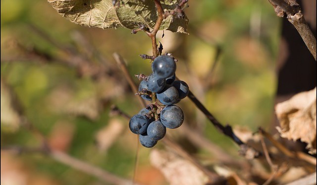 PODCAST: Katastrofální sucho a vinohrady na Vysočině
