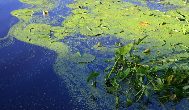 Pesticidy, sinice a řasy: Kvalita povrchových vod v Česku se snižuje