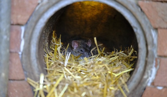 Potkani dostanou zabrat, PVK startují celoplošnou deratizaci stokové sítě