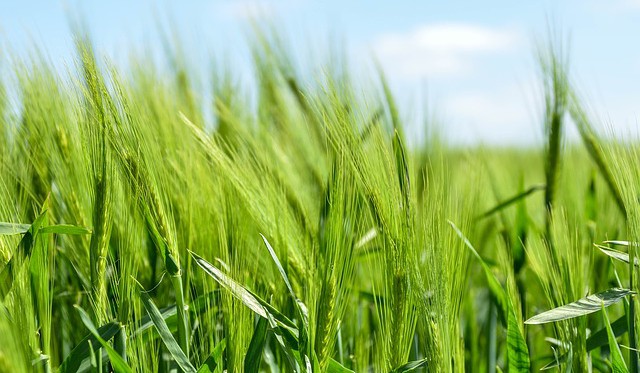 Rozhovor – Máme na své půdě pěstovat potraviny nebo palivo?