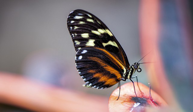 Spíš než změna klimatu ohrožuje motýly zemědělství, míní vědci