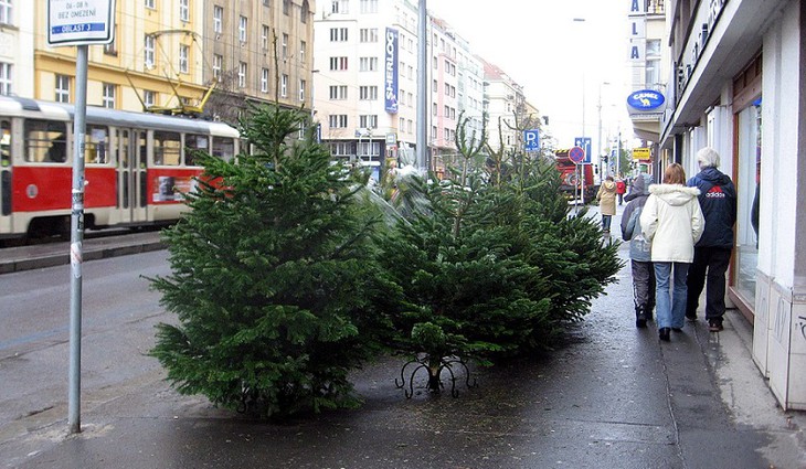 Vánoční stromky dosloužily. Kam s nimi?