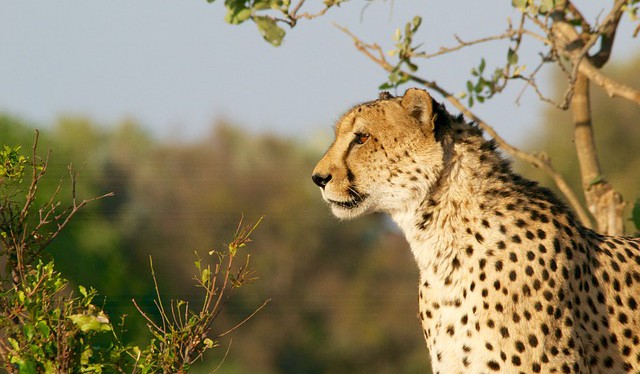 Zbavte se starých elektrospotřebičů a podpořte tak gepardy v Africe