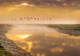 adriansart-birds-in-flight-5366034_640