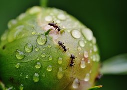 alexas_fotos-peony-1414875_640