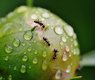 alexas_fotos-peony-1414875_640