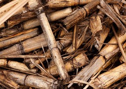 Dřevo - biomasa
