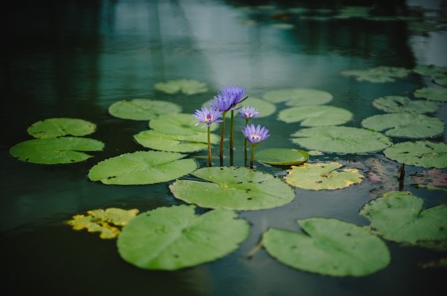 bady-abbas-XAkPN7aEGJM-unsplash
