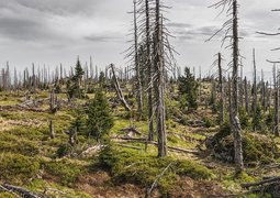 bavarian-forest-3385966_640