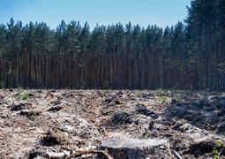 bazela-forest-7198607_640