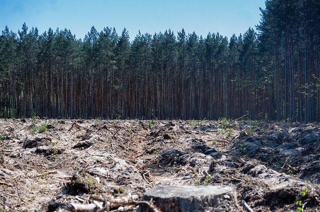 bazela-forest-7198607_640