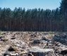 bazela-forest-7198607_640