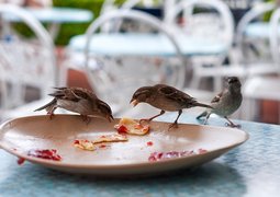 bird-2405491_640