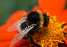 bumblebee-g35fa8e02f_640